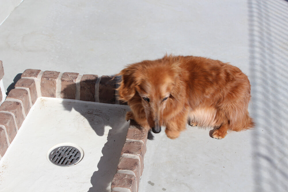 中型犬・小型犬が快適に暮らせる住まいさがし